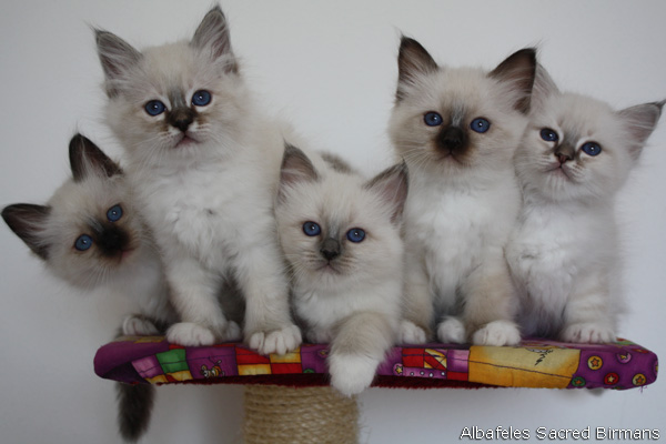 Kitten
