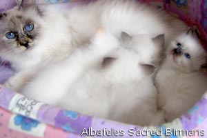 rowena & kittens