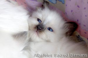 kittens seal-point