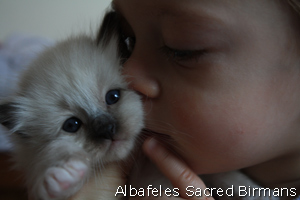 kittens