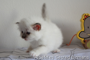 kittens