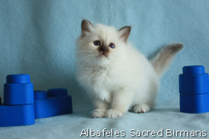 kittens