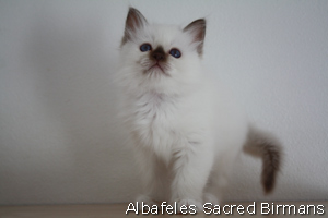 kitten