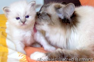 kittens of sacred birmans