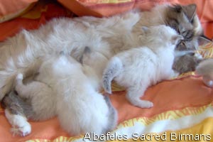 kittens of sacred birmans