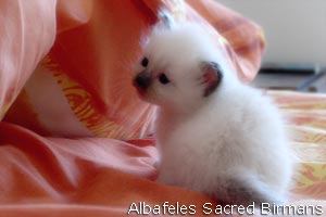 kittens of sacred birmans