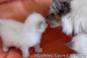 kittens of sacred birmans