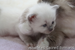 kittens