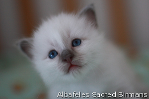 kitten