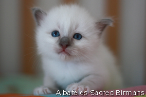 kitten