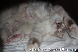 kittens