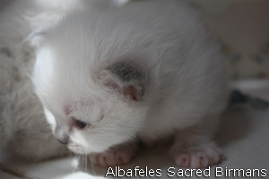pictures of kittens