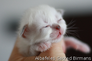 kitten