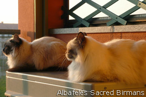 Sacred Birman cats