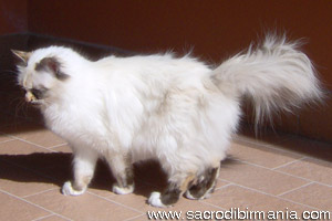 Luna, seal-tortie-point