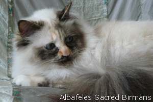 Luna, seal-tortie-point