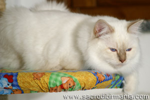 foto Gatto Minosse