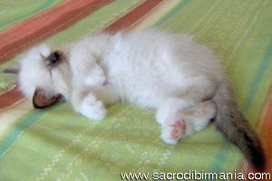 Sacred cat of Burma, kitten