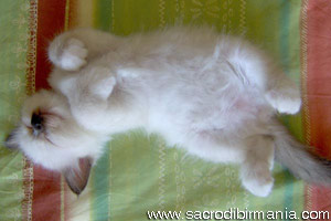 kitten seal-point