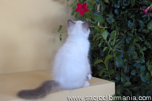 Sacred cat of Burma, kittens