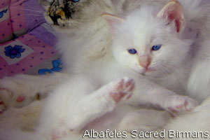 rowena & kittens