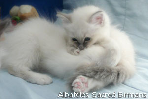 kittens of sacred birmans