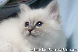 kittens of sacred birmans