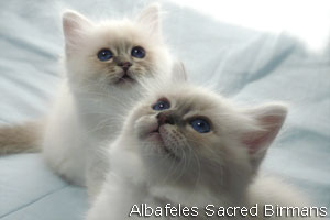 kittens of sacred birmans