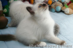 kittens of sacred birmans