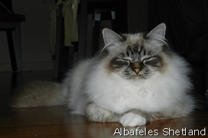 Shetland, seal-tabby point