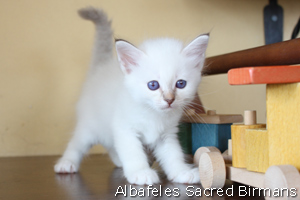 Venus, chocolate-tabby point