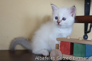 Venus, chocolate-tabby point