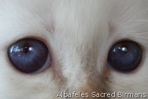 Venus, chocolate-tabby point