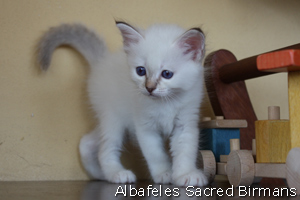 Venus, chocolate-tabby point