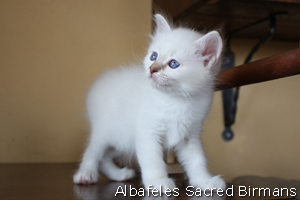 Venus, chocolate-tabby point