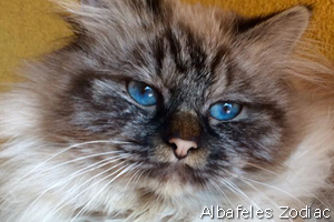 foto cuccioli Sacro di Birmania